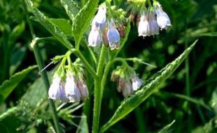 SYMPHYTUM, REMÈDE HOMÉOPATHIQUE UTILE EN IMPLANTOLOGIE - Pascal Eppe - Odenth