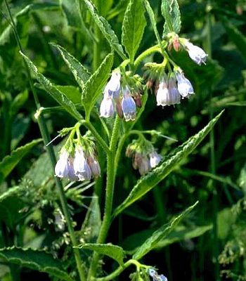 SYMPHYTUM, REMÈDE HOMÉOPATHIQUE UTILE EN IMPLANTOLOGIE - Pascal Eppe - Odenth
